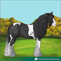 Horse Color:Black Splash Tobiano