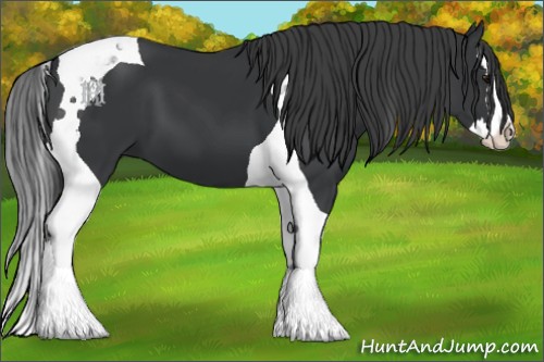 Horse Color:Black Splash Tobiano 