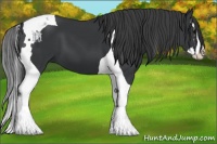 Horse Color:Black Splash Tobiano