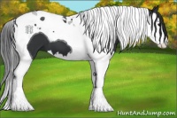 Horse Color:Black Splash Tobiano