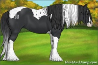 Horse Color:Black Splash Tobiano