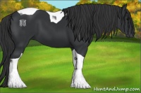 Horse Color:Black Tobiano 