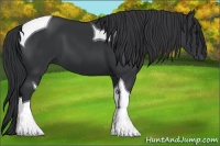 Horse Color:Black Tobiano 