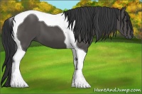 Horse Color:Black Tobiano 