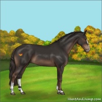 Horse Color:Liver Chestnut Sabino