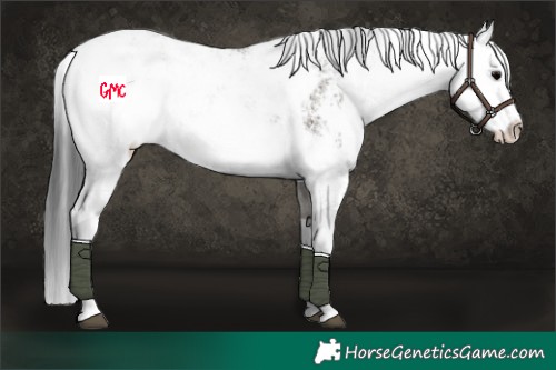 Horse Color:Grullo Sabino 