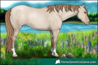 Horse Color:Grullo Pearl