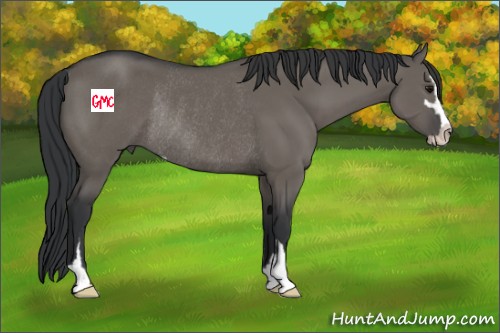 Horse Color:Grullo Sabino Rabicano 