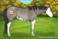 Horse Color:Grullo Sabino Splash Rabicano 
