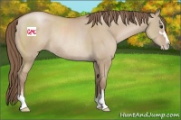 Horse Color:Grullo Pearl Sabino Rabicano