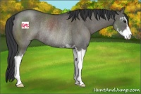 Horse Color:Grullo Sabino Rabicano 