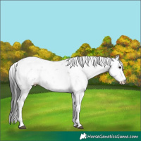 Horse Color:Grullo Sabino