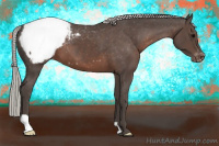 Horse Color:Silver Black Appaloosa 