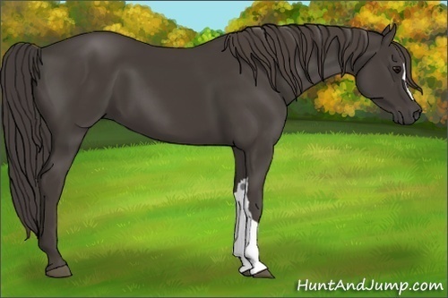 Horse Color:Smoky Black 