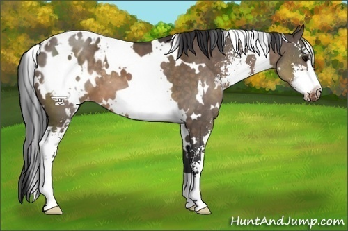 Horse Color:White Spotted Brown Dun Sabino Appaloosa 