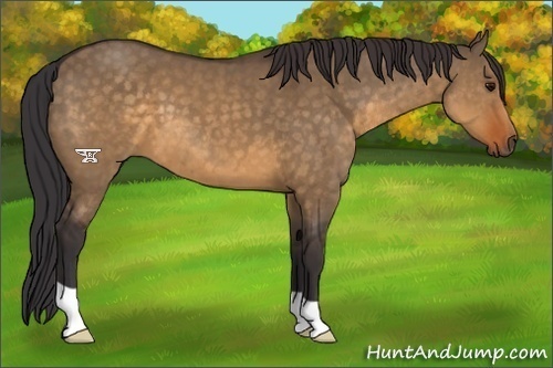 Horse Color:Buckskin Dun