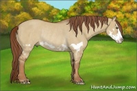 Horse Color:Red Dun Splash Frame Rabicano