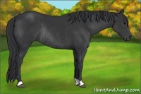 Horse Color:Black Rabicano