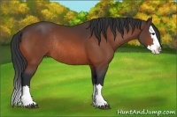 Horse Color:Brown Sabino Splash Rabicano 