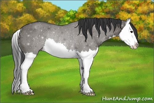 Horse Color:Grullo Splash Rabicano 