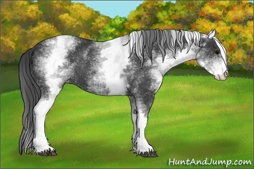 Horse Color:White Spotted Black Appaloosa Rabicano 