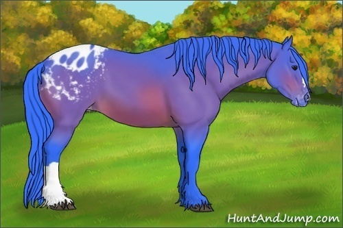 Horse Color:Watercolor Bay Appaloosa