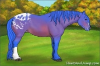 Horse Color:Watercolor Bay Appaloosa 