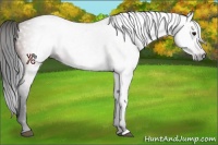 Horse Color:Gray Bay 