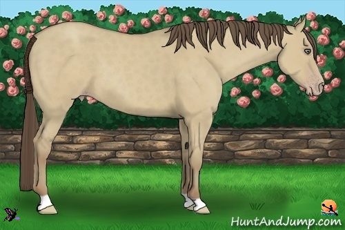 Horse Color:Classic Cream Champagne Dun 