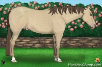 Horse Color:Classic Cream Champagne Dun
