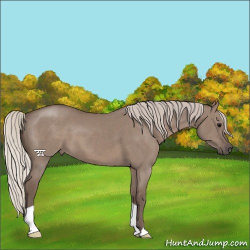 Horse Color:Silver Grullo