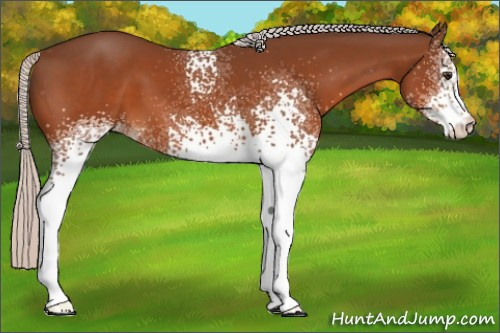 Horse Color:White Spotted Silver Brown Appaloosa 