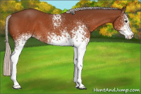Horse Color:White Spotted Silver Brown Appaloosa 