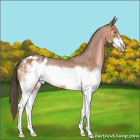 Horse Color:White Spotted Sable Champagne Frame Appaloosa