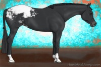 Horse Color:Black Appaloosa 