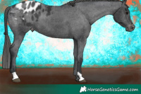 Horse Color:Black Appaloosa 