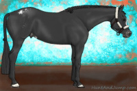 Horse Color:Black Appaloosa 