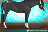 Horse Color:Black Varnish 