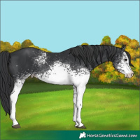 Horse Color:White Spotted Black