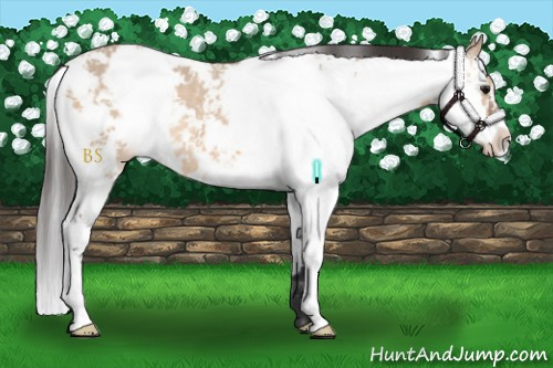 Horse Color:Bay Dun Sabino 