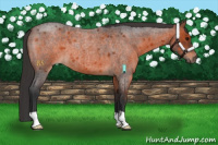 Horse Color:Brown Roan 