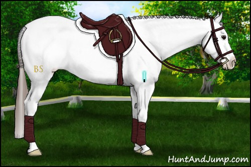 Horse Color:White Spotted Brown Dun Appaloosa