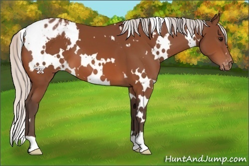 Horse Color:White Spotted Silver Bay Appaloosa 