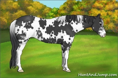Horse Color:White Spotted Black Sabino 