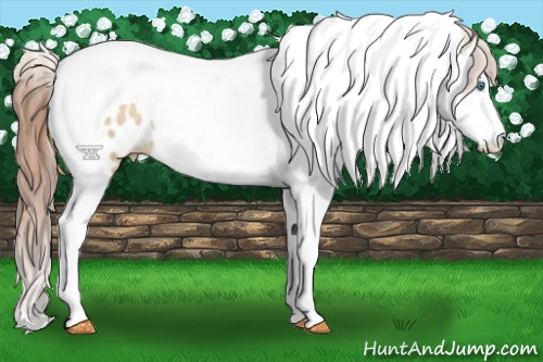 Horse Color:Smoky Grullo Pearl Sabino Splash Tobiano Appaloosa 