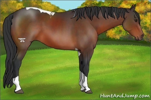 Horse Color:Brown Tobiano