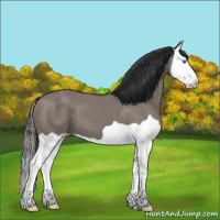 Horse Color:Grullo Splash 