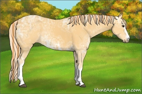 Horse Color:Painted White Spotted Palomino Ice Rabicano