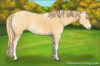 Horse Color:Painted White Spotted Palomino Ice Rabicano 