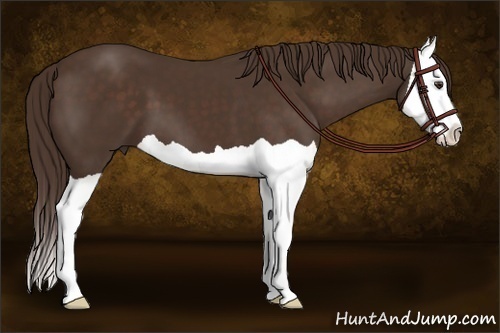 Horse Color:Liver Chestnut Splash 